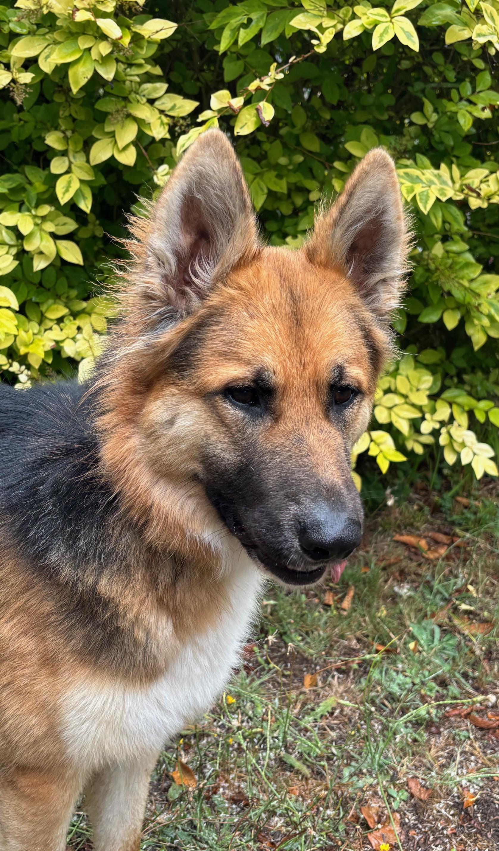 Unique, an adoptable German Shepherd Dog, Husky in Newport, OR, 97365 | Photo Image 2