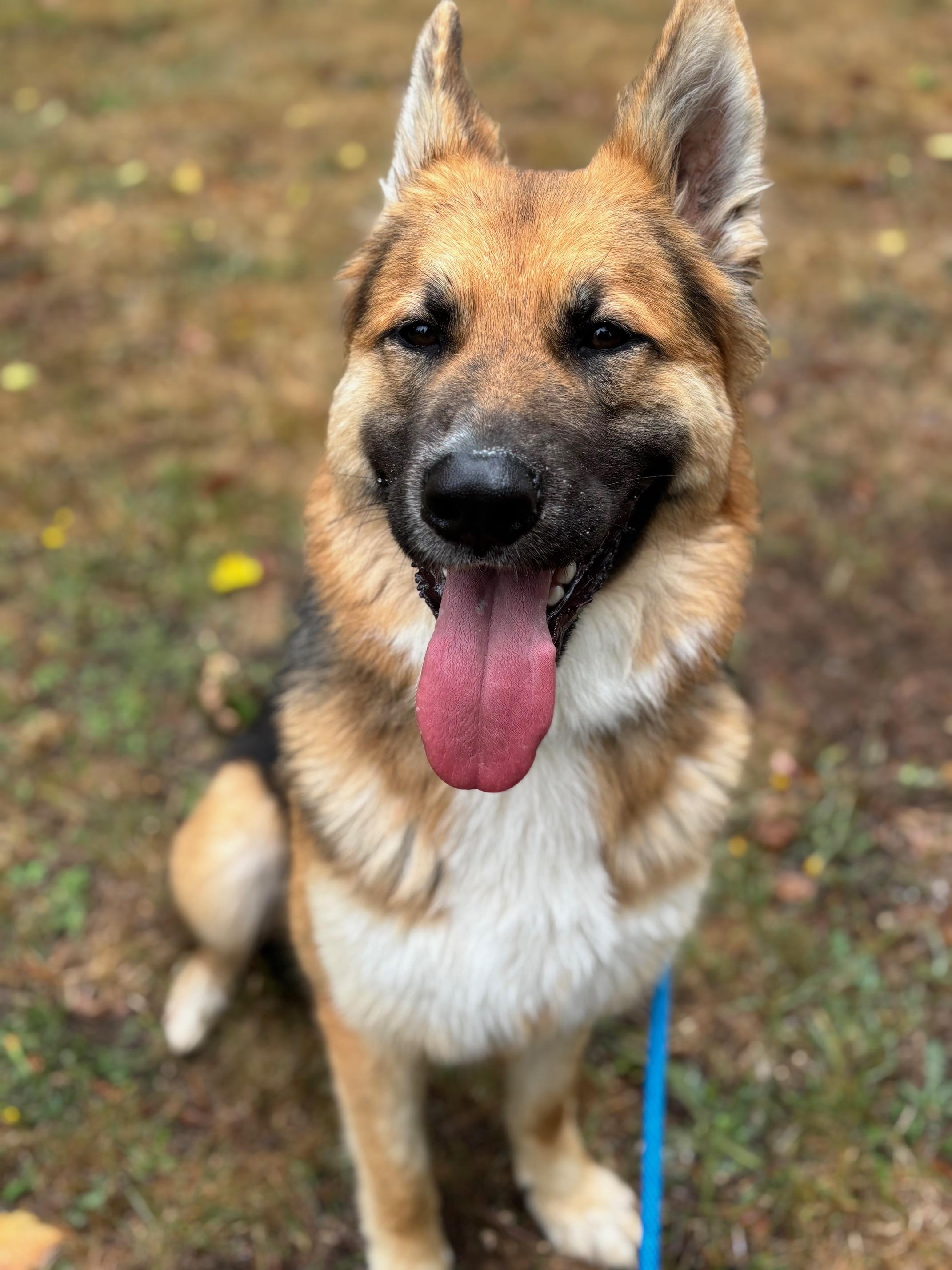 Unique, an adoptable German Shepherd Dog, Husky in Newport, OR, 97365 | Photo Image 1