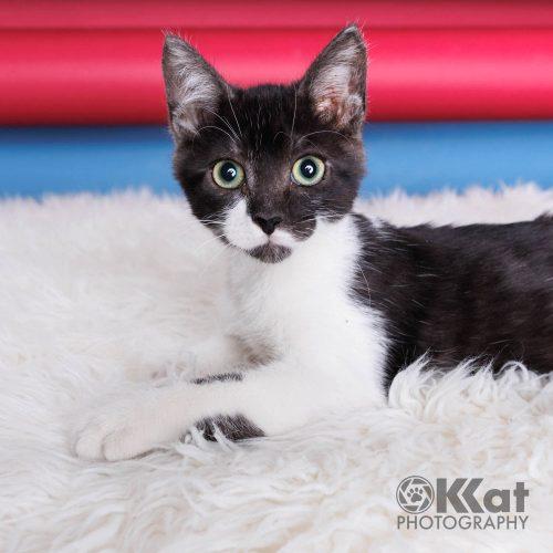 Riven, Adopted, Kitten Male Domestic Short Hair.
