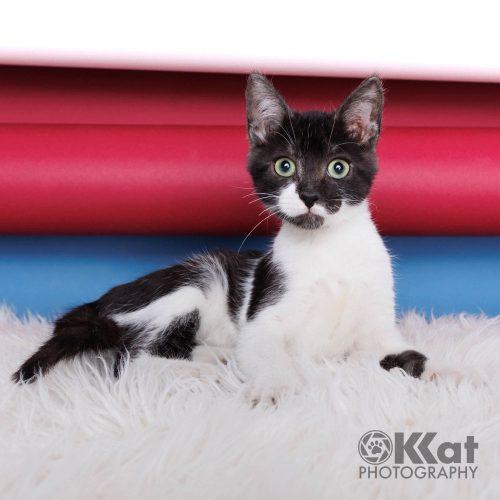 Enlarge Riven, a Adopted Domestic Short Hair in Edmond, OK image 2/6