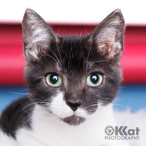 Enlarge Riven, a Adopted Domestic Short Hair in Edmond, OK image 4/6