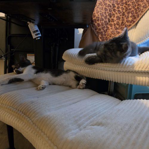 Enlarge Riven, a Adopted Domestic Short Hair in Edmond, OK image 5/6