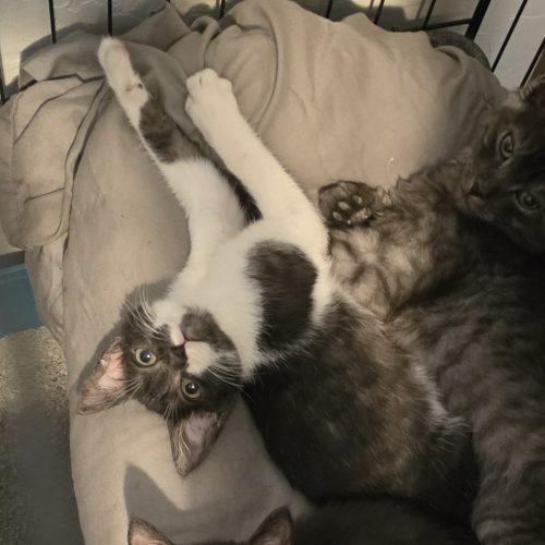 Enlarge Riven, a Adopted Domestic Short Hair in Edmond, OK image 6/6