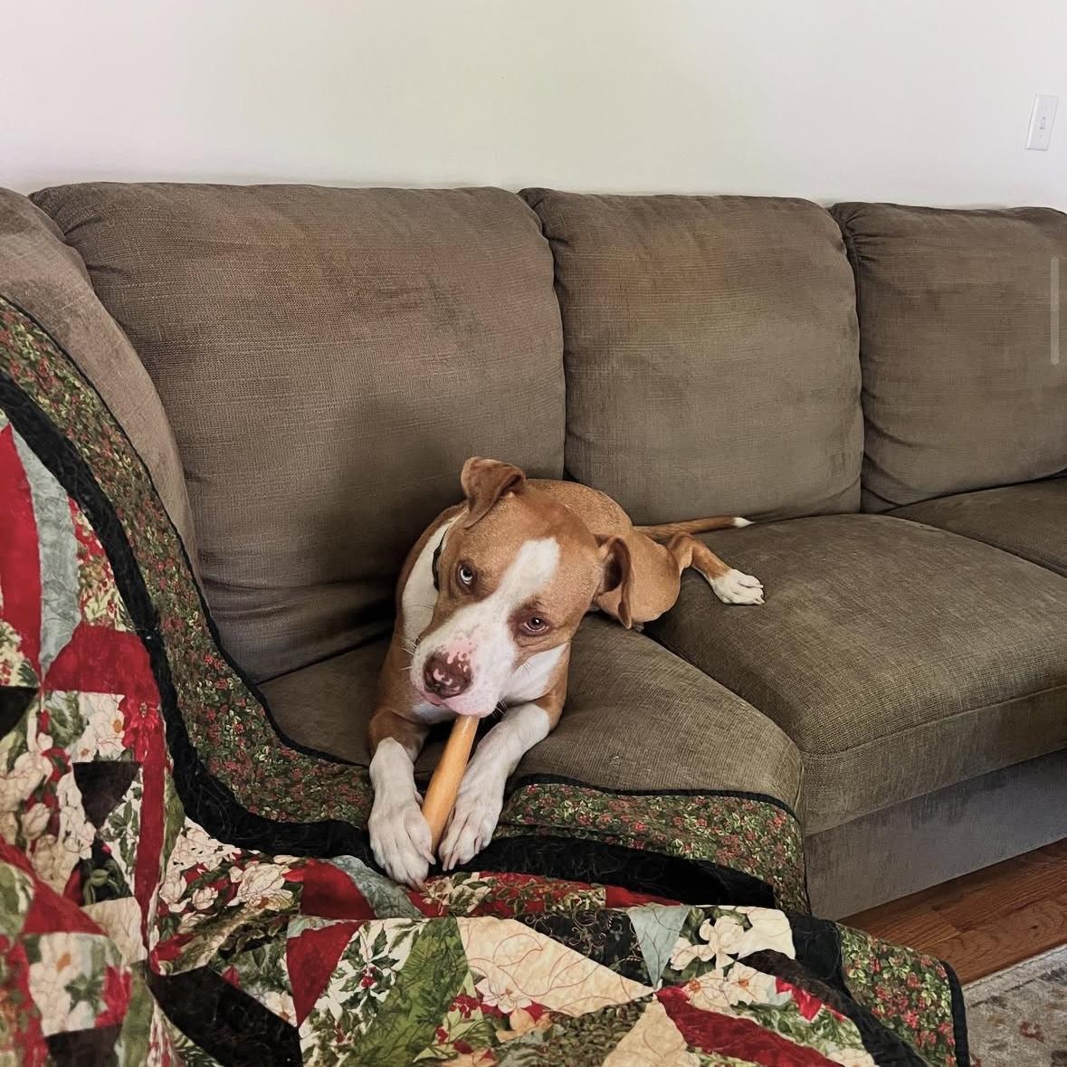 Enlarge Nolan, a Adoptable Mixed Breed in Lancaster, PA image 3/5