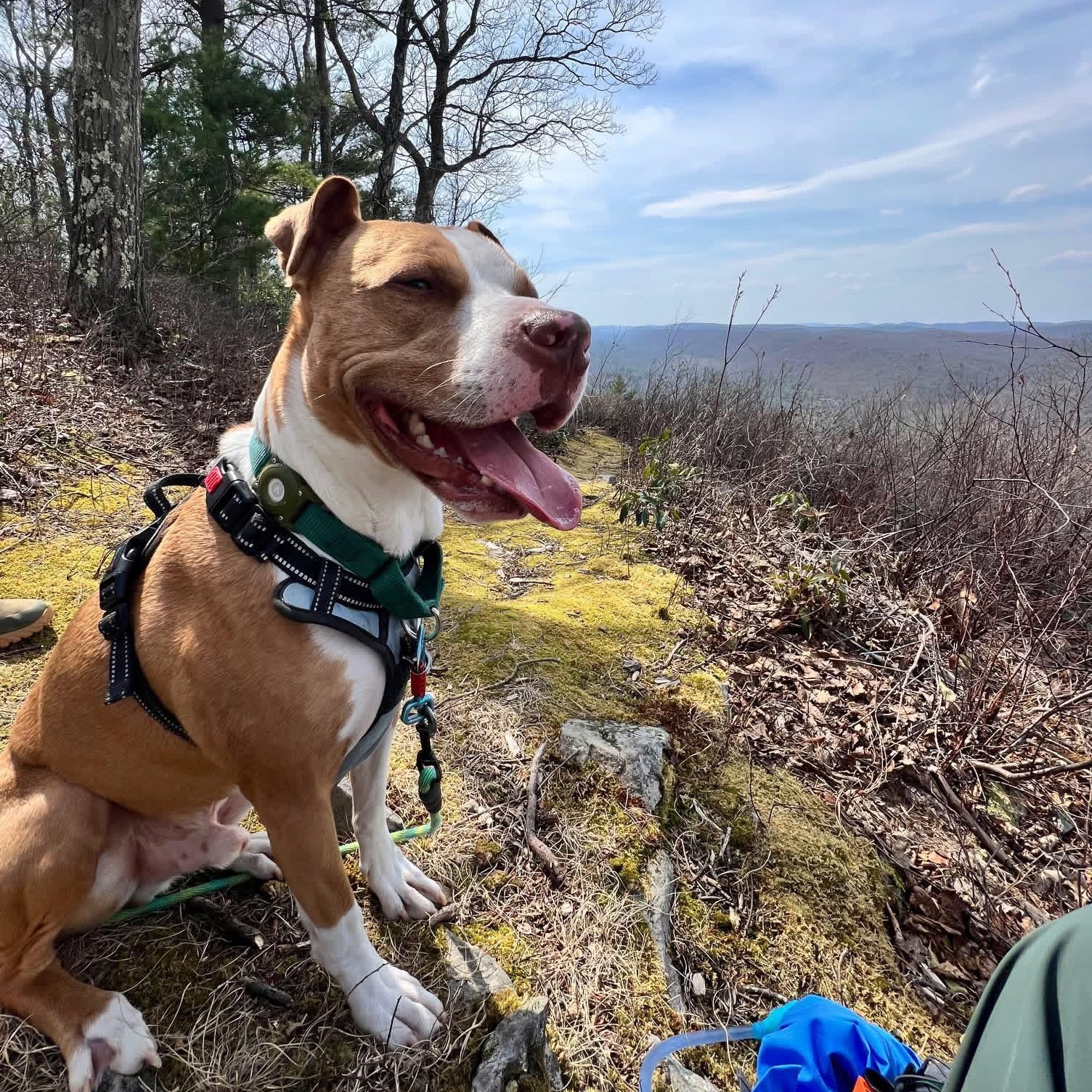 Enlarge Nolan, a Adoptable Mixed Breed in Lancaster, PA image 5/5