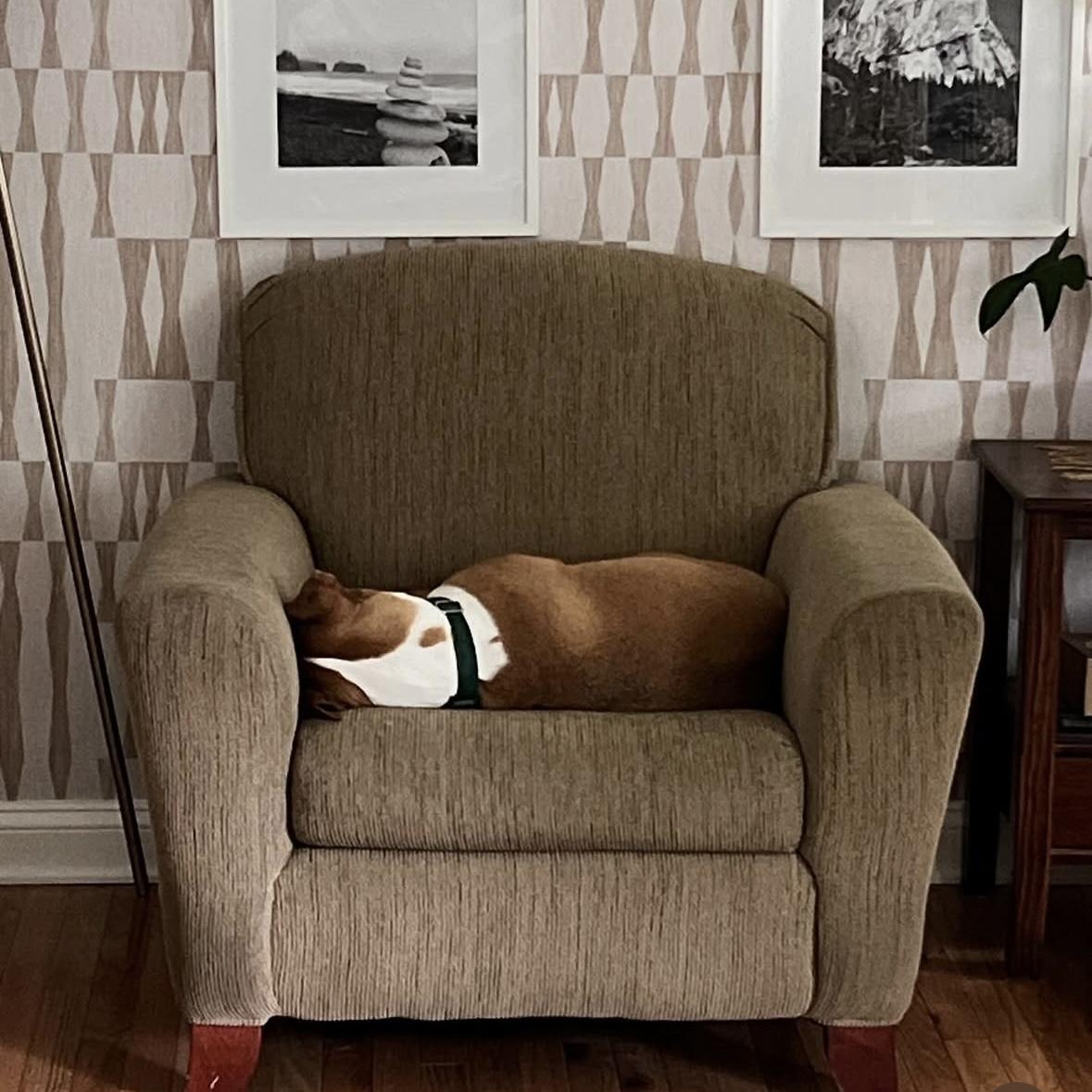 Enlarge Nolan, a Adoptable Mixed Breed in Lancaster, PA image 4/5