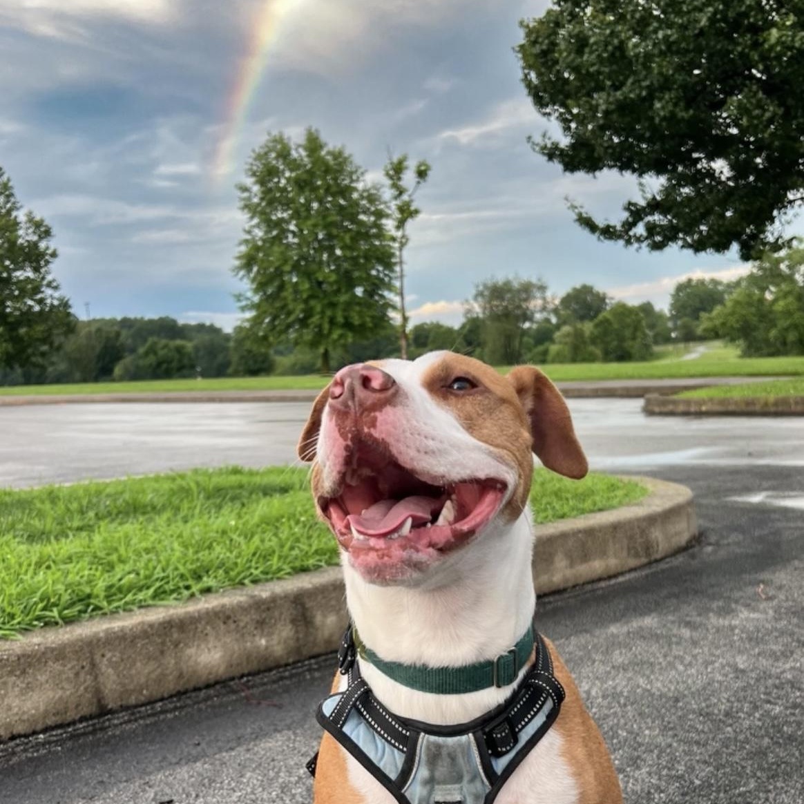 Enlarge Nolan, a Adoptable Mixed Breed in Lancaster, PA image 2/5