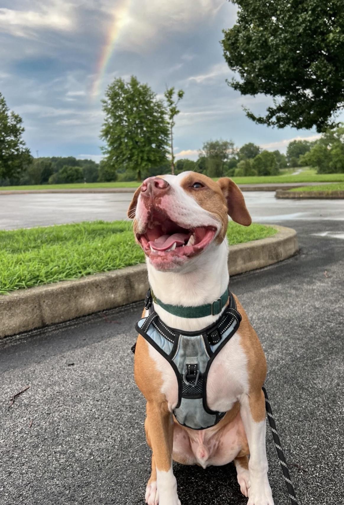 Enlarge Nolan, a Adoptable Mixed Breed in Lancaster, PA image 2/5