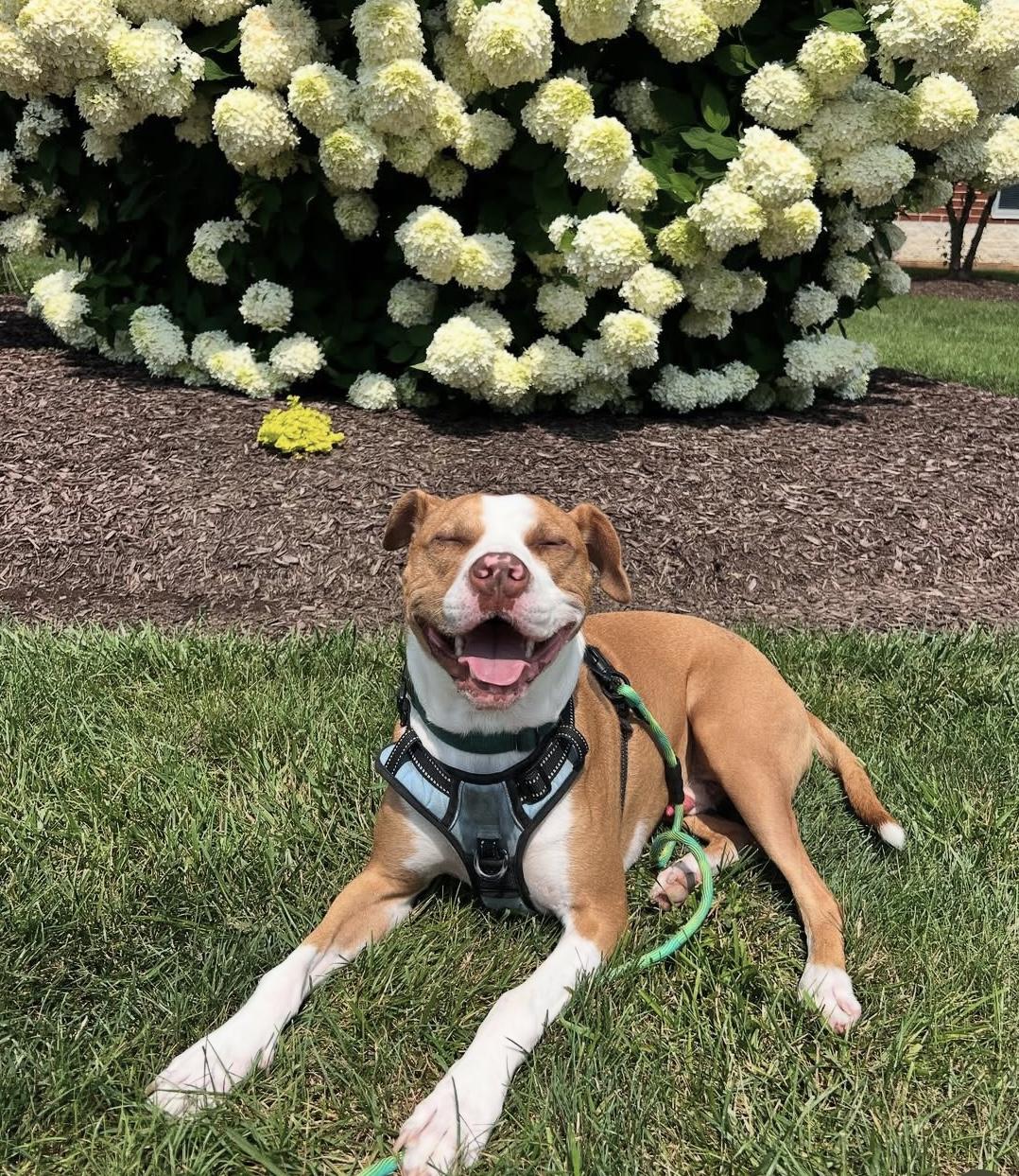 Enlarge Nolan, a Adoptable Mixed Breed in Lancaster, PA image 5/5