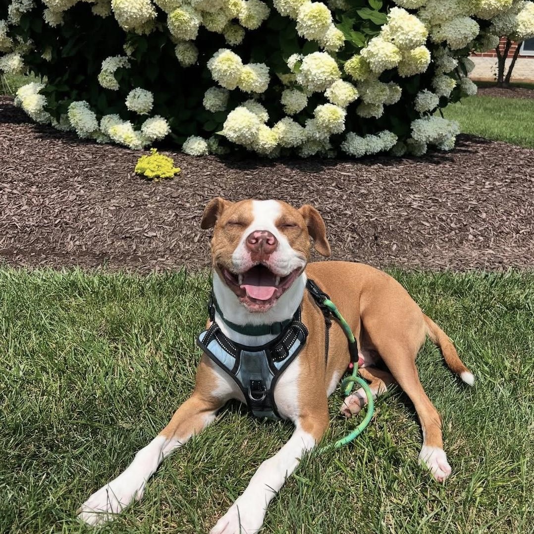 Enlarge Nolan, a Adoptable Mixed Breed in Lancaster, PA image 4/5