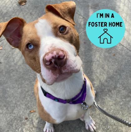 Enlarge Nolan, a Adoptable Mixed Breed in Lancaster, PA image 1/5