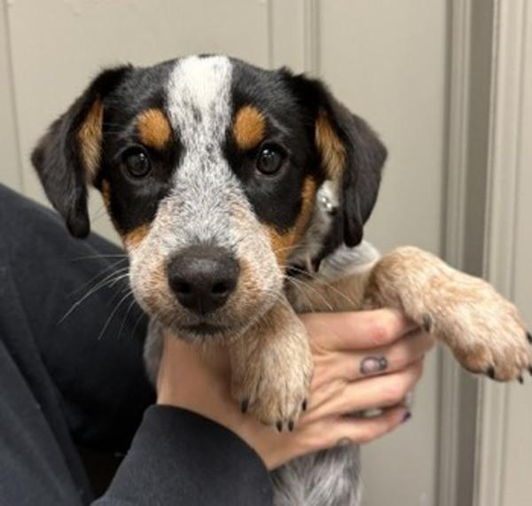 Enlarge Chili's, a Adoptable mixed breed in Littleton, CO image 1/1