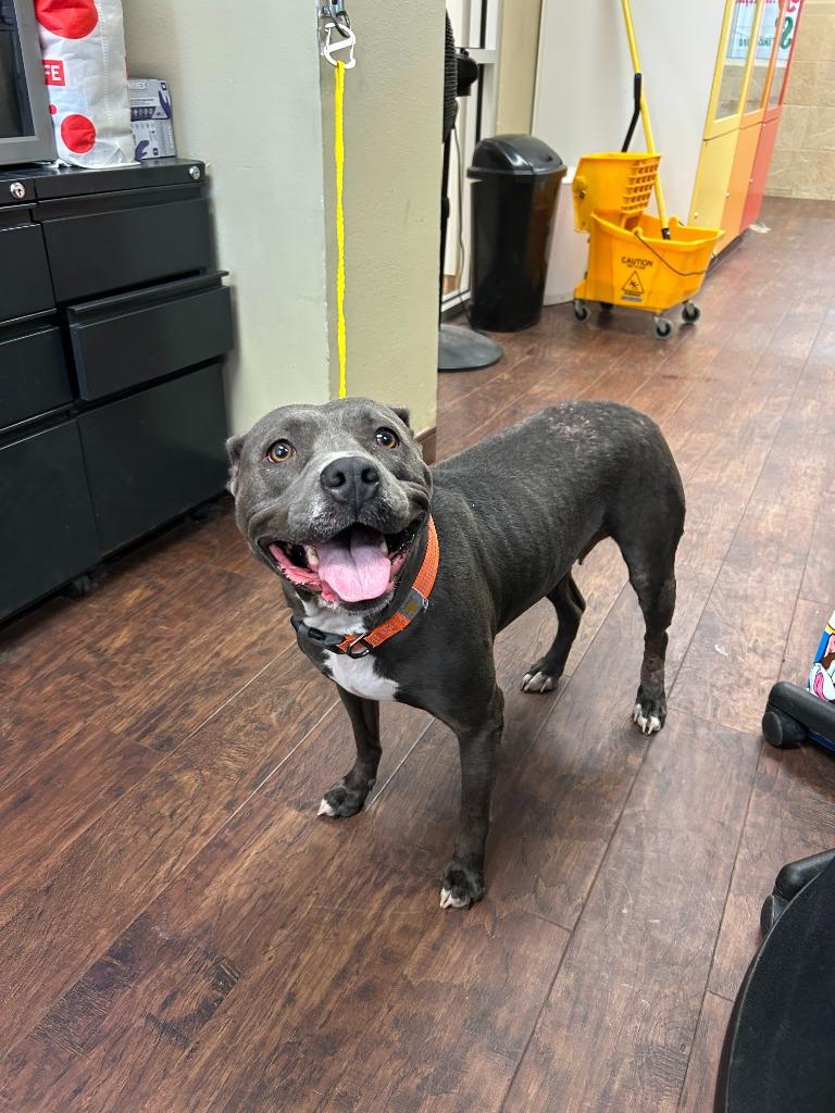 Dog Kennel #27, Adoptable, Young Female Pit Bull Terrier & Mixed Breed.