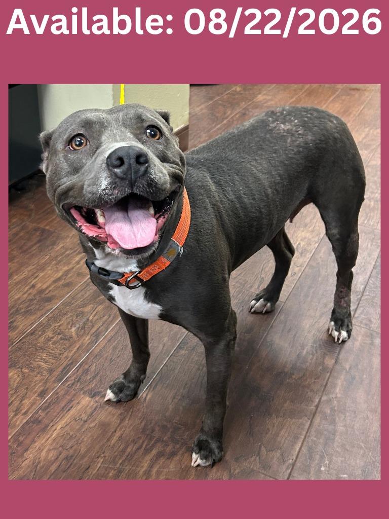 Enlarge Dog Kennel #27, a Adoptable mixed breed in Greenville, TX image 2/2