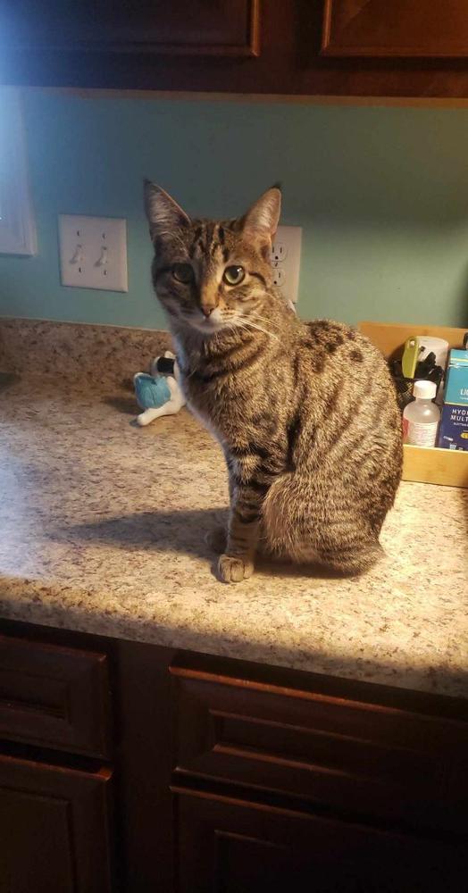 Pixie, Adoptable, Young Female Manx & Domestic Short Hair.