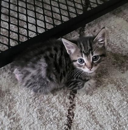 Pixie, a Adoptable mixed breed in Wilmington, NC image 2/5