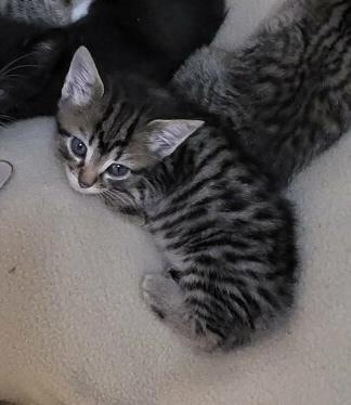 Pixie, a Adoptable mixed breed in Wilmington, NC image 5/5