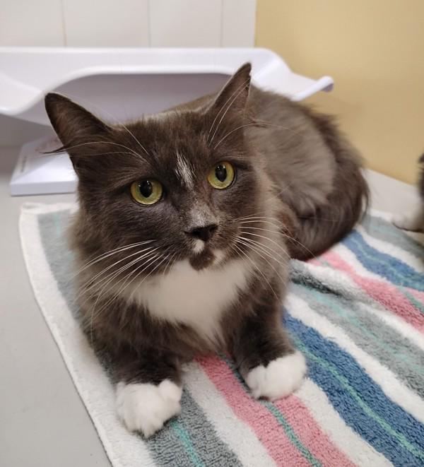 Bindi, Adoptable, Adult Female Domestic Long Hair.