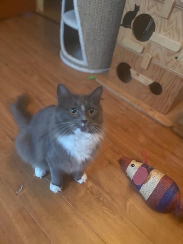 Enlarge Bindi, a Adoptable mixed breed in Sechelt, BC image 2/6