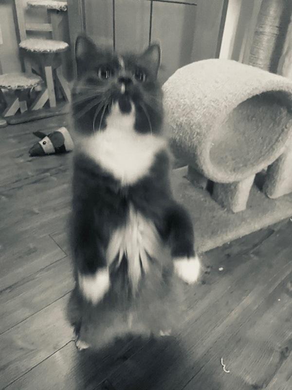 Enlarge Bindi, a Adoptable mixed breed in Sechelt, BC image 3/6