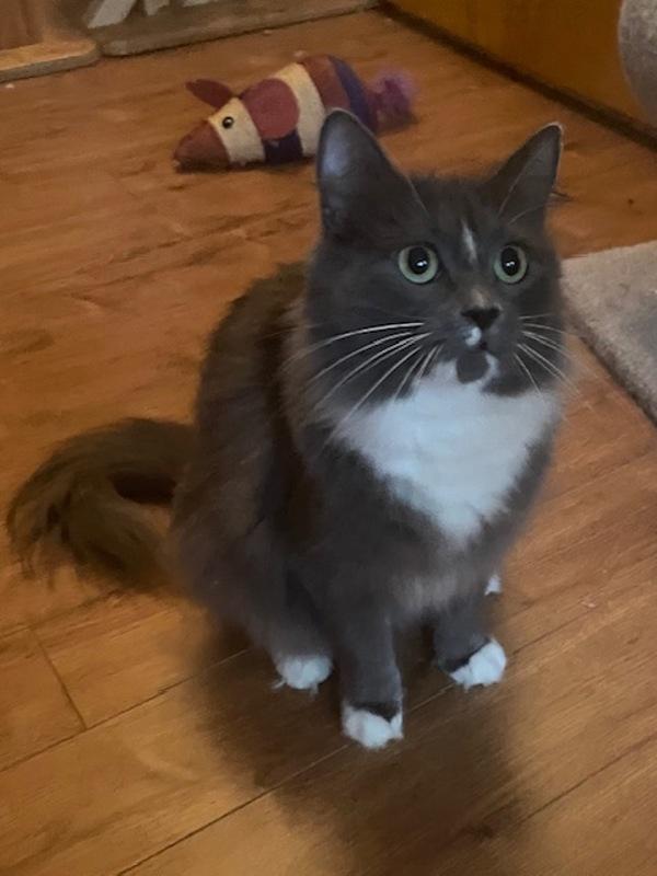 Enlarge Bindi, a Adoptable mixed breed in Sechelt, BC image 4/6