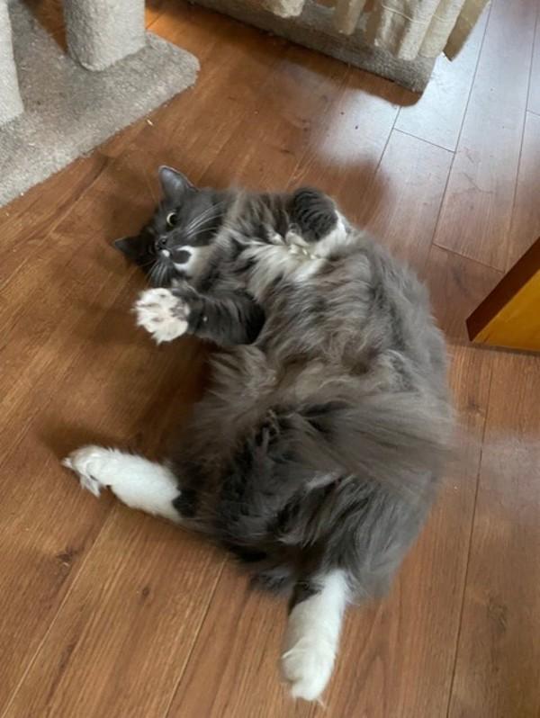 Enlarge Bindi, a Adoptable mixed breed in Sechelt, BC image 5/6