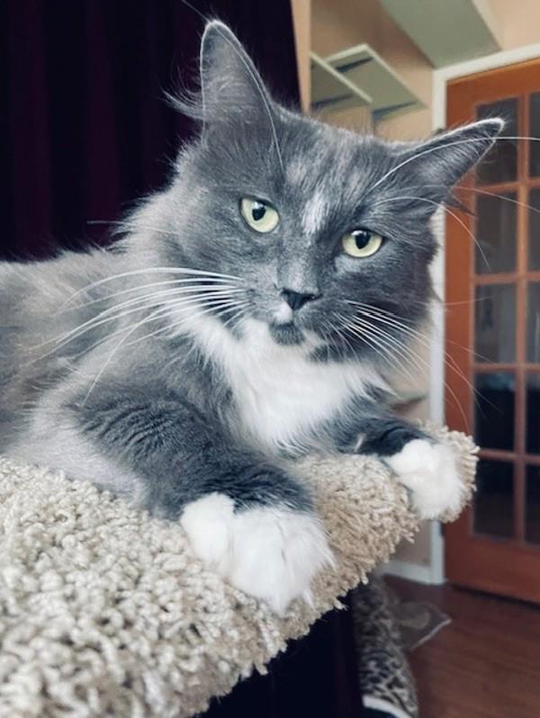 Enlarge Bindi, a Adoptable mixed breed in Sechelt, BC image 6/6