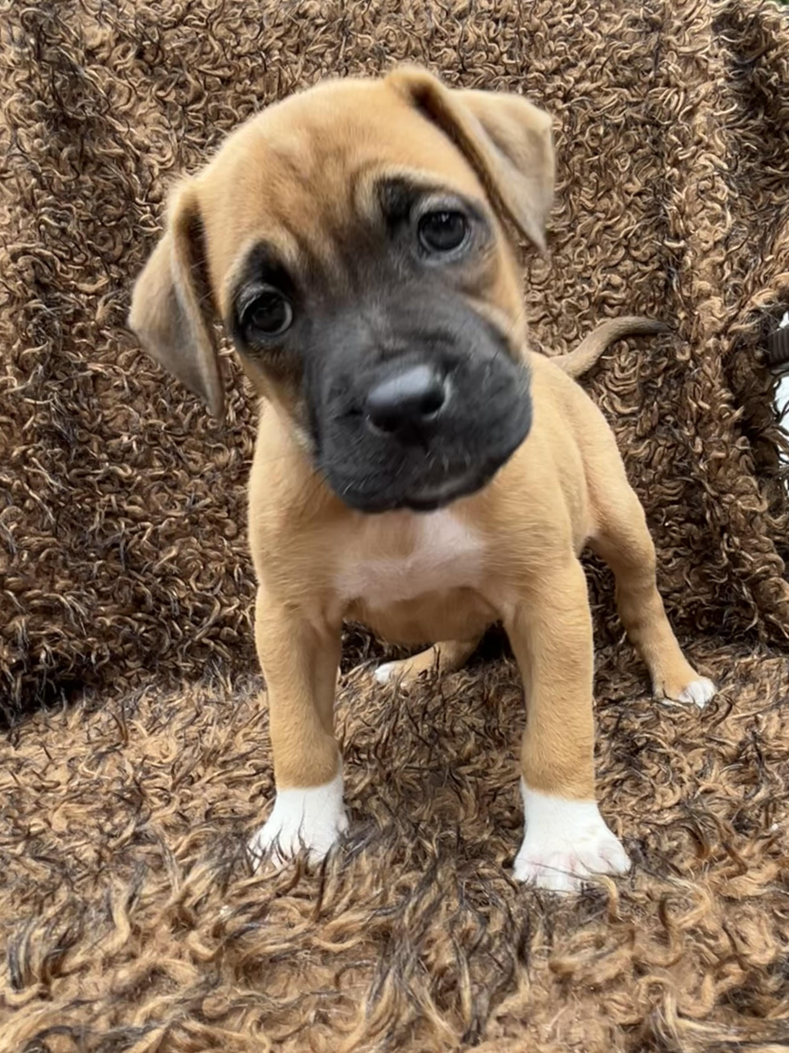 Enlarge Brody, a Adopted mixed breed in Colebrook, CT image 1/1