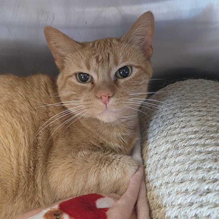Enlarge Mango, a Adoptable Domestic Short Hair in Driggs, ID image 1/1