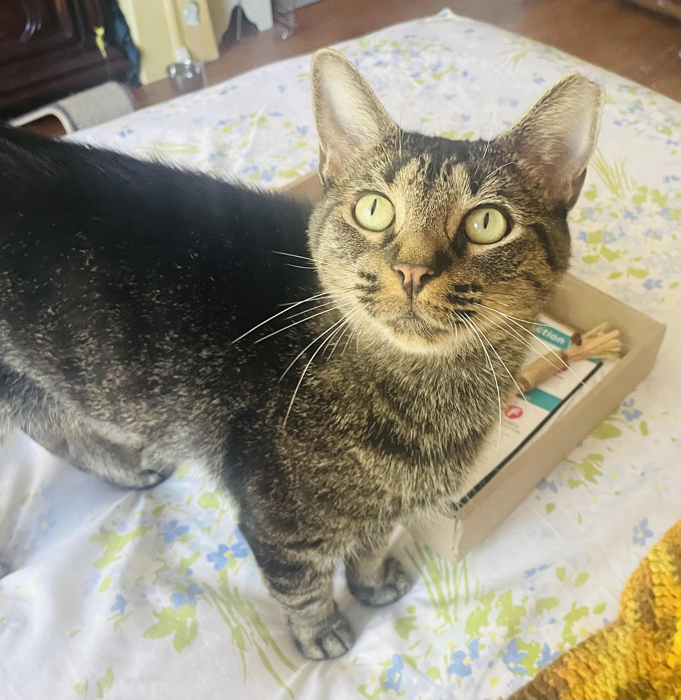 Enlarge Mariposa, a Adoptable Domestic Short Hair in New Haven, CT image 5/6