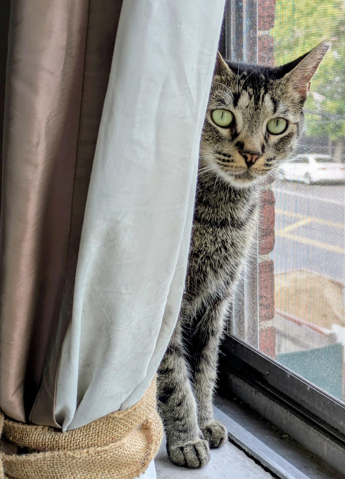 Enlarge Mariposa, a Adoptable Domestic Short Hair in New Haven, CT image 4/6