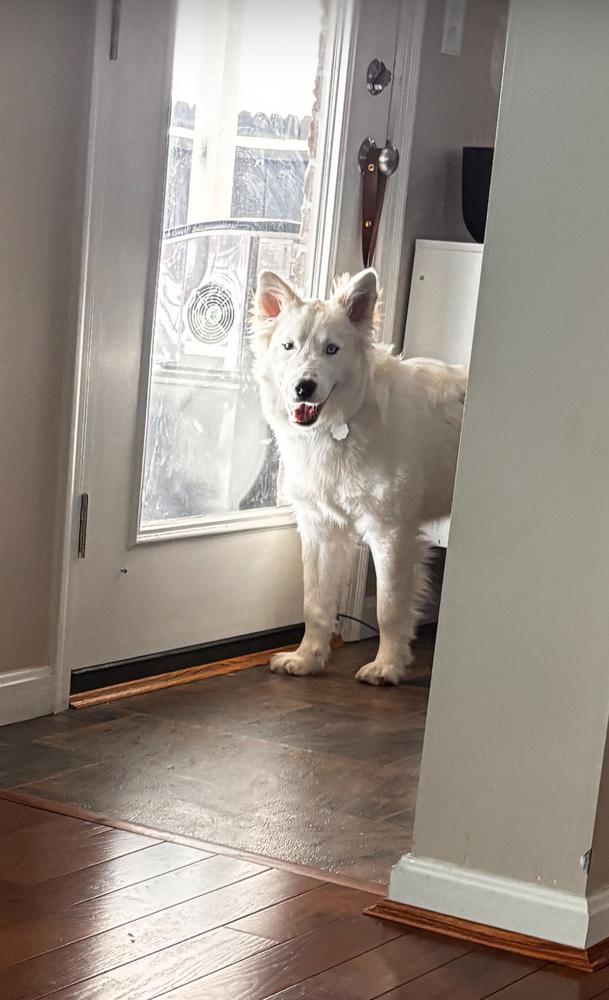 Kentucky County : Rascal, Adoptable, Young Male Australian Shepherd & Great Pyrenees.