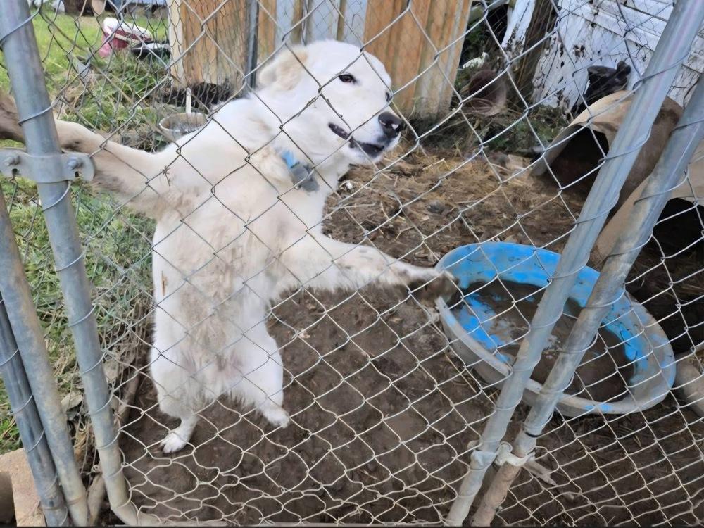 Kentucky County : Rascal, a Adoptable mixed breed in Aurora, IN image 3/5