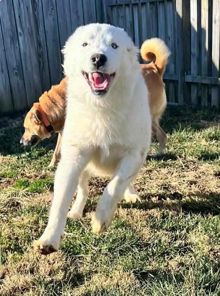 Kentucky County : Rascal, a Adoptable mixed breed in Aurora, IN image 4/5