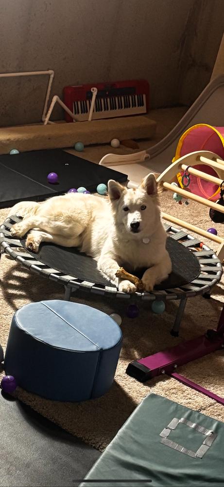 Kentucky County : Rascal, a Adoptable mixed breed in Aurora, IN image 5/5