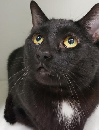 Midnight, Adoptable, Adult Female Domestic Short Hair & Domestic Short Hair.