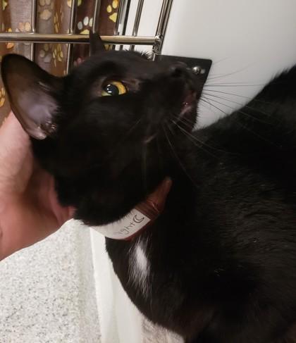 Enlarge Midnight, a Adoptable Domestic Short Hair in Cleveland, OH image 1/3