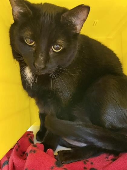 Enlarge Midnight, a Adoptable Domestic Short Hair in Cleveland, OH image 2/3