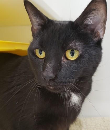 Enlarge Midnight, a Adoptable Domestic Short Hair in Cleveland, OH image 3/3