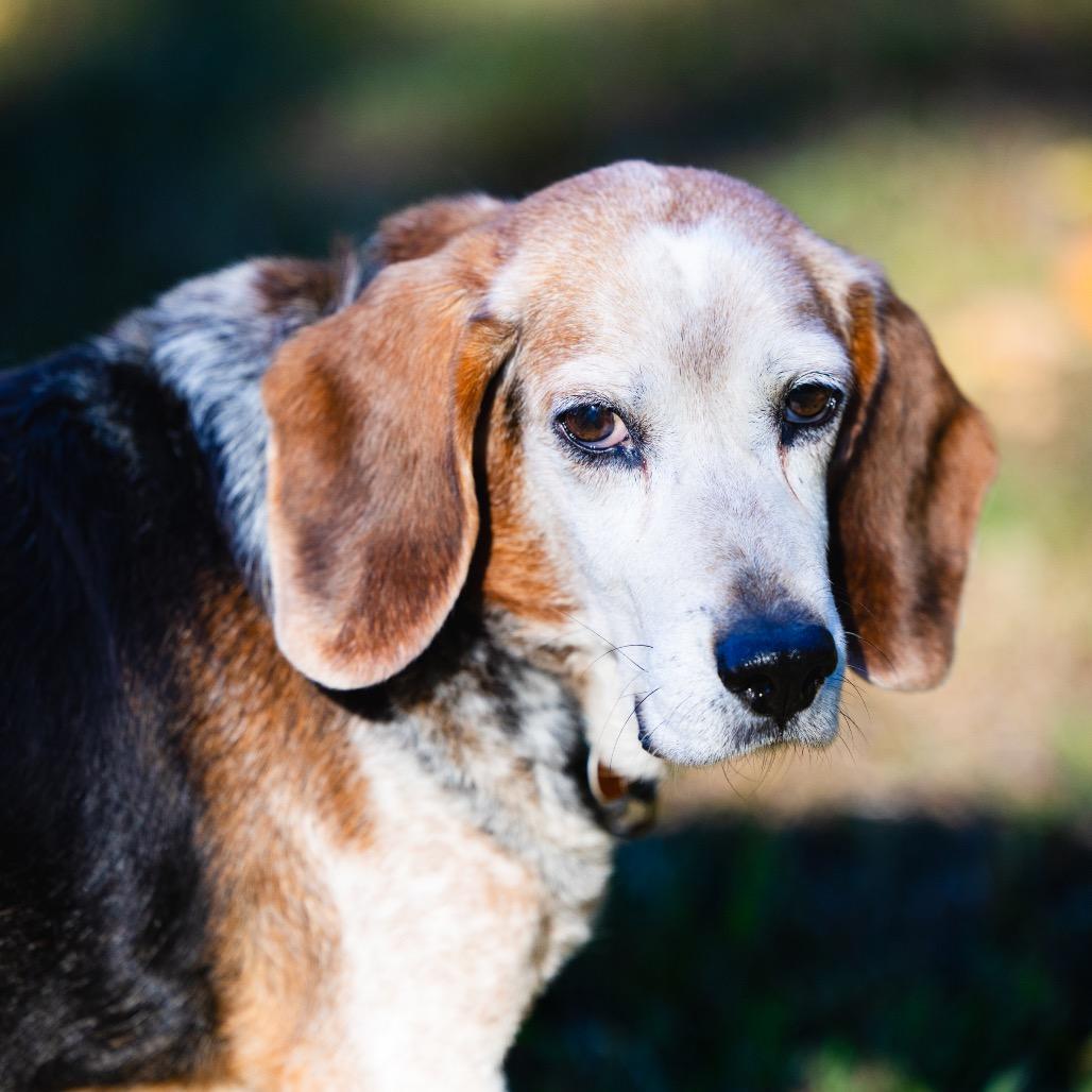 Enlarge Wesson, a Adoptable Beagle in Scituate, MA image 1/4