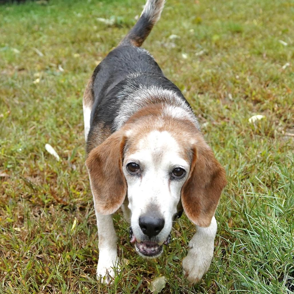 Enlarge Wesson, a Adoptable Beagle in Scituate, MA image 2/4