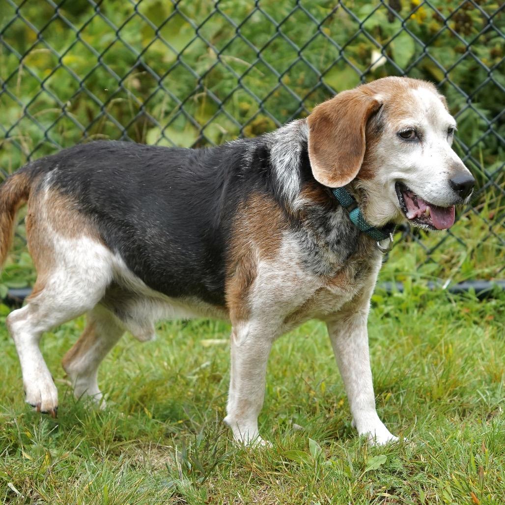 Enlarge Wesson, a Adoptable Beagle in Scituate, MA image 3/4