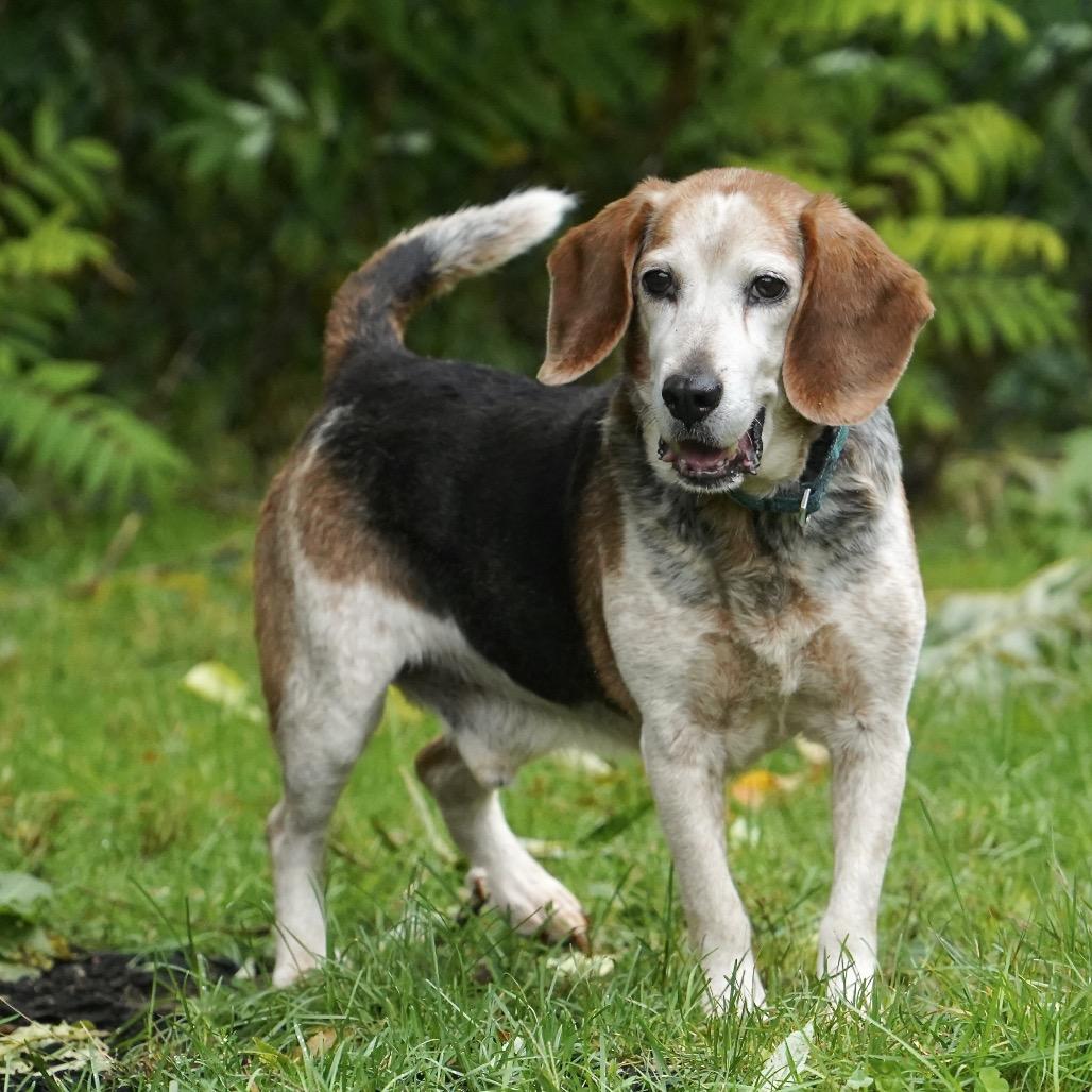 Enlarge Wesson, a Adoptable Beagle in Scituate, MA image 4/4