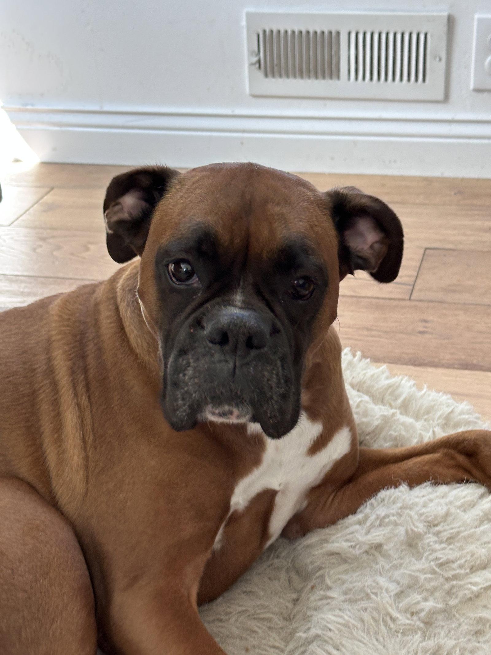 Enlarge Nala *Bonded to Eddie*, a Adoptable Boxer in Woodbury, MN image 3/3