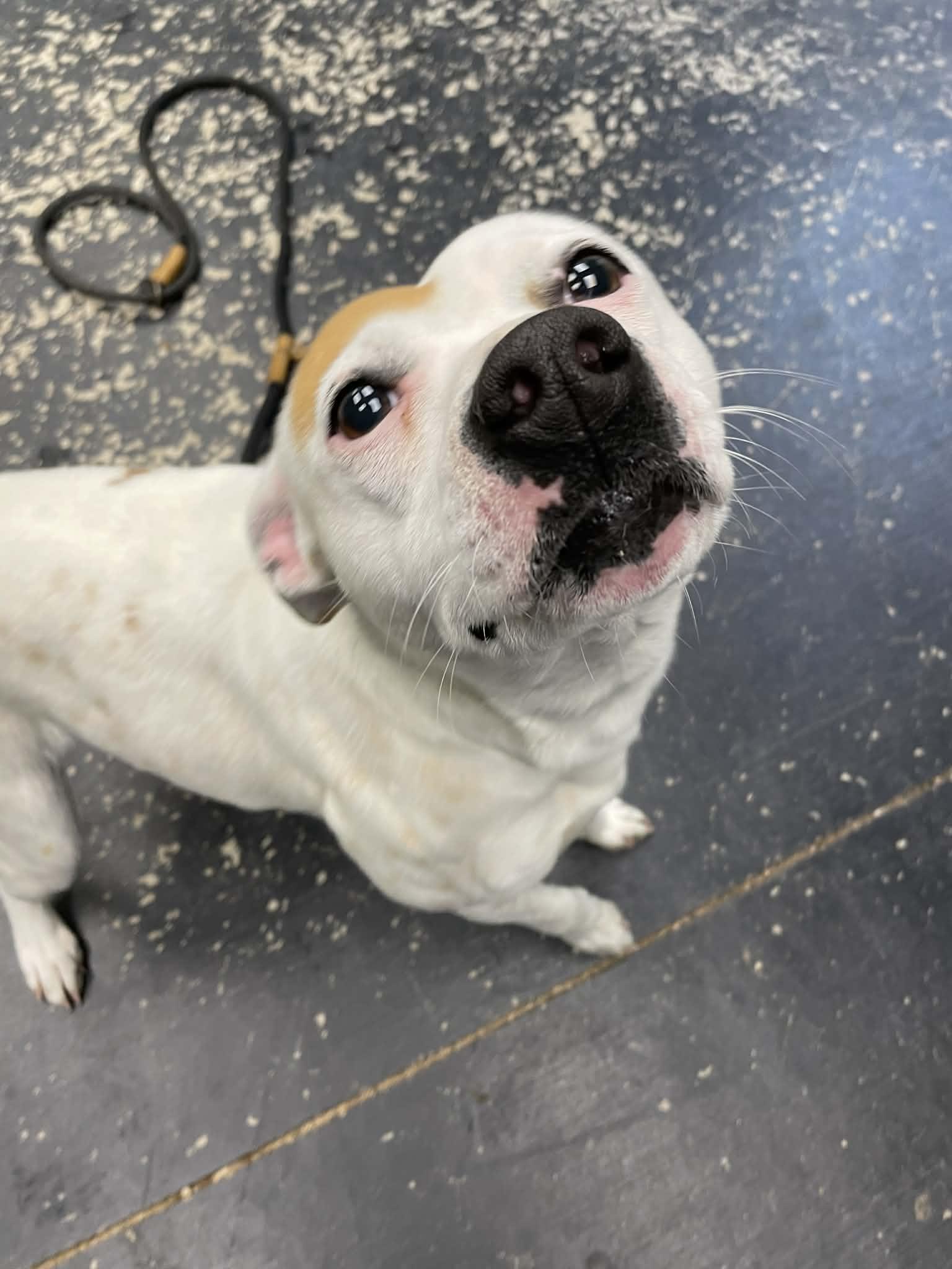 Penelope, ADOPTABLE, Adult Female Lancashire Heeler & Pit Bull Terrier.