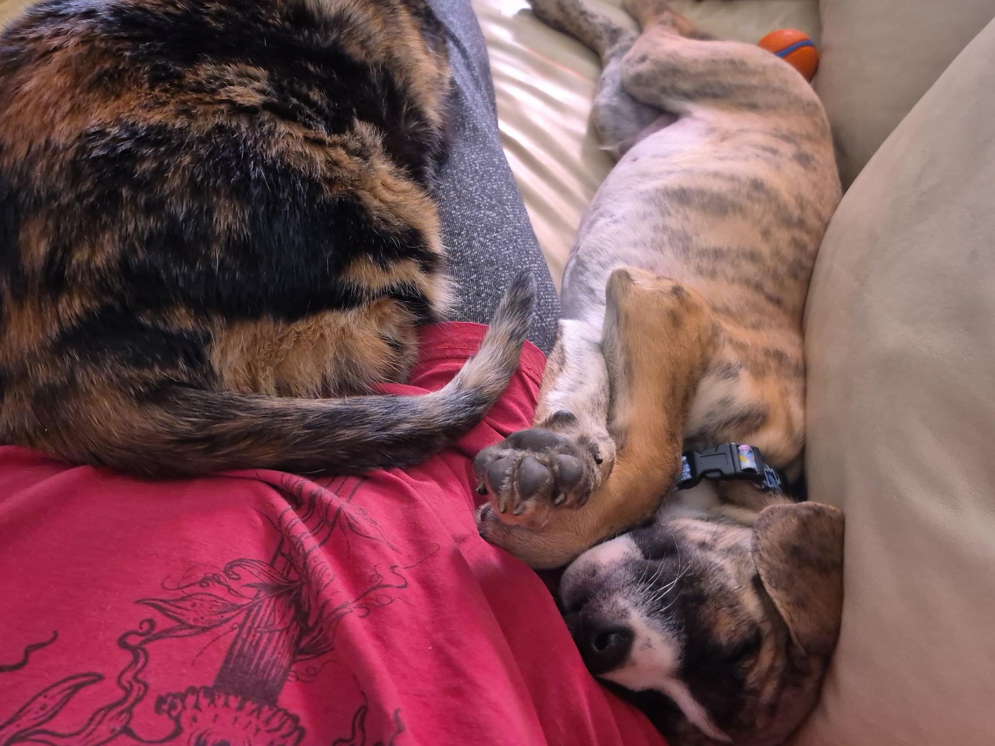 Enlarge Louie, a ADOPTABLE mixed breed in Richmond Hill, ON image 5/6