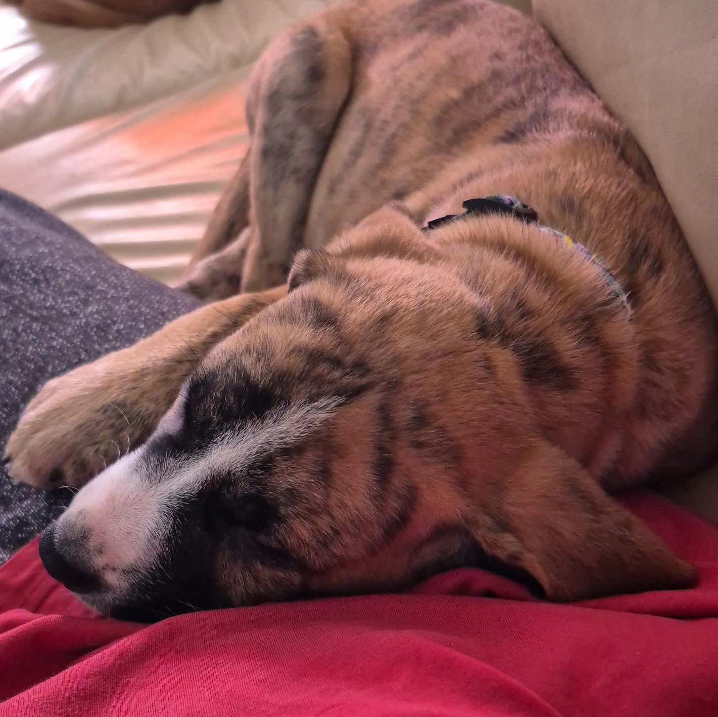 Enlarge Louie, a ADOPTABLE mixed breed in Richmond Hill, ON image 2/6