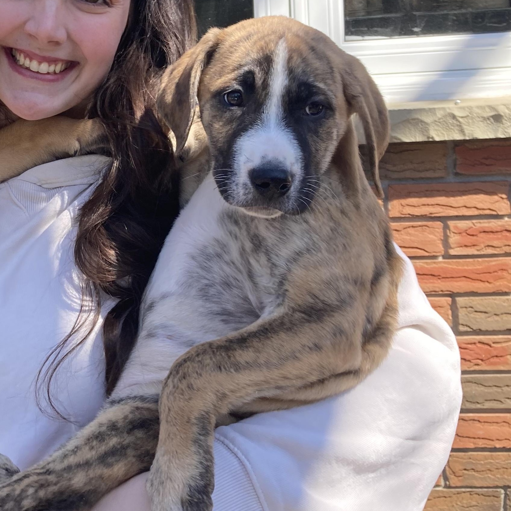 Enlarge Louie, a ADOPTABLE mixed breed in Richmond Hill, ON image 1/6