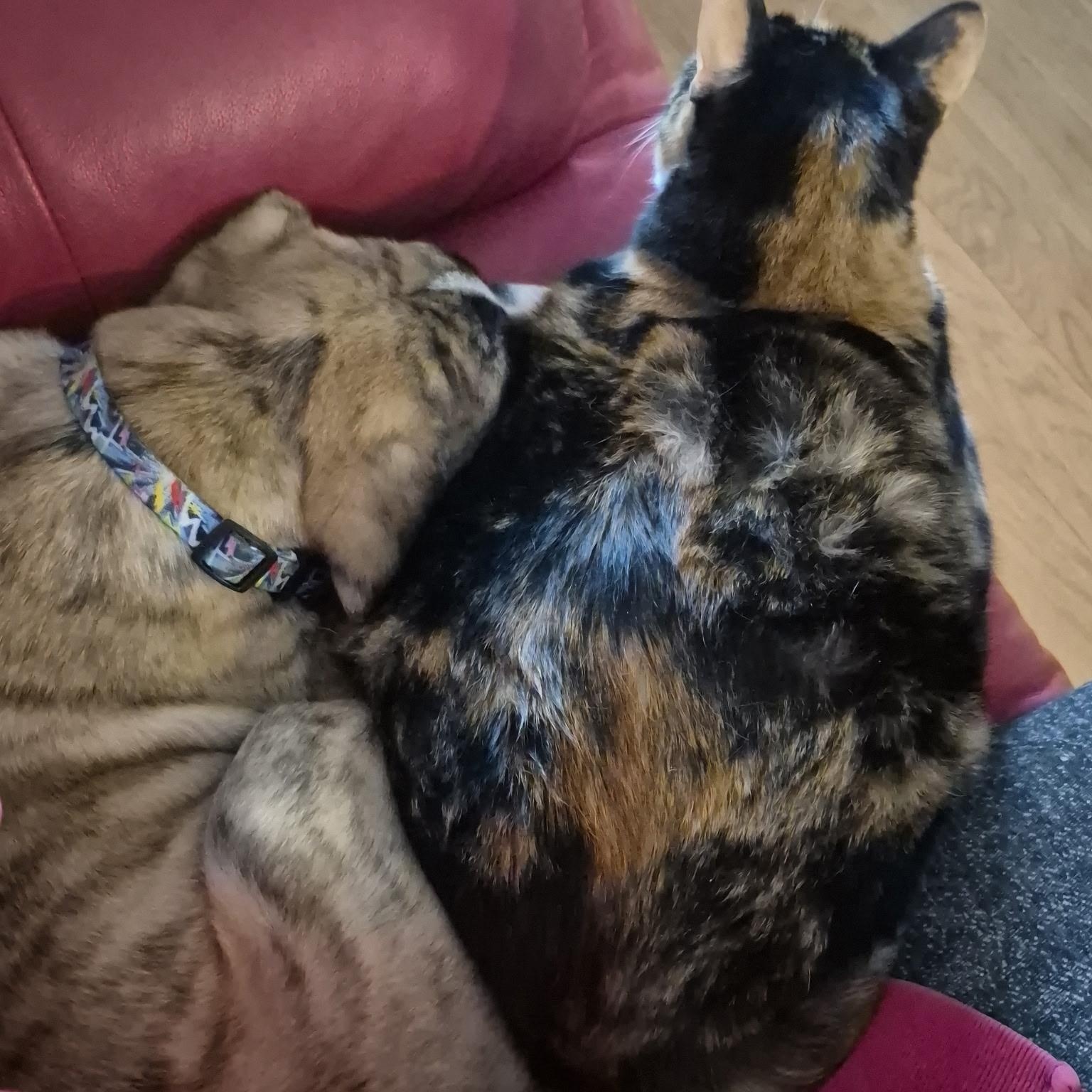 Enlarge Louie, a ADOPTABLE mixed breed in Richmond Hill, ON image 6/6