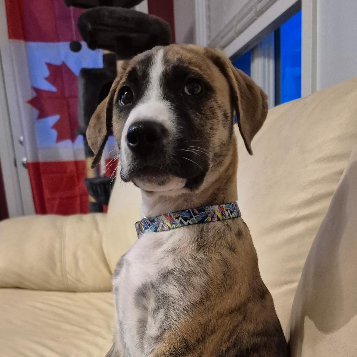 Enlarge Louie, a ADOPTABLE mixed breed in Richmond Hill, ON image 4/6